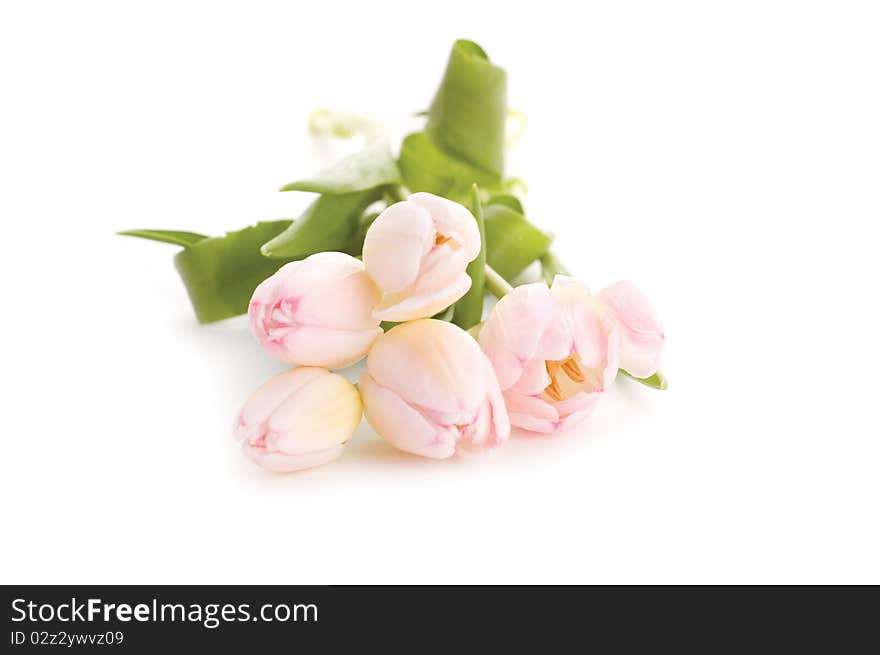 Pink flowers isolated on white background. Pink flowers isolated on white background