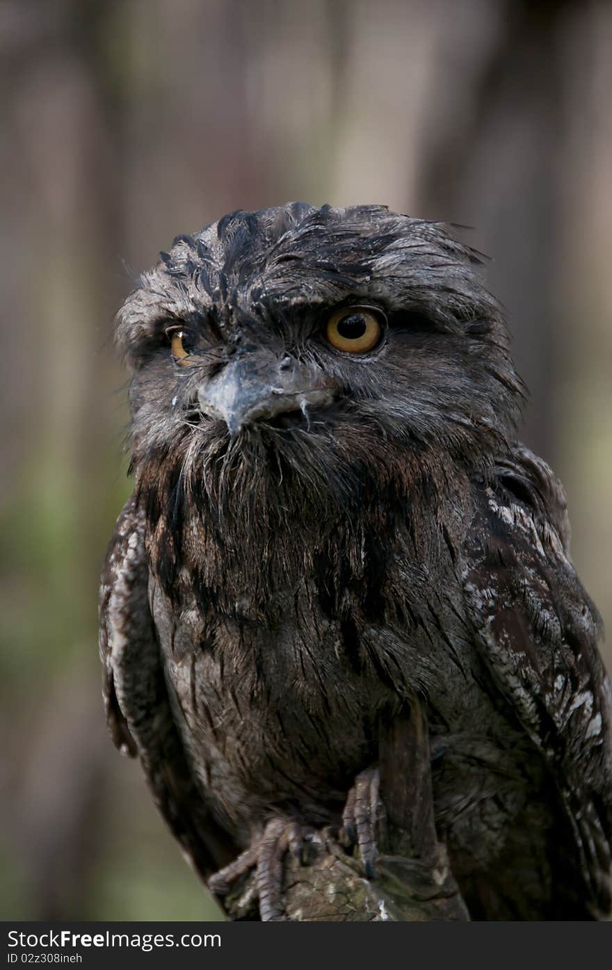 Tawny Frogmouth is an Australian nocturnal hunting bird. Tawny Frogmouth is an Australian nocturnal hunting bird