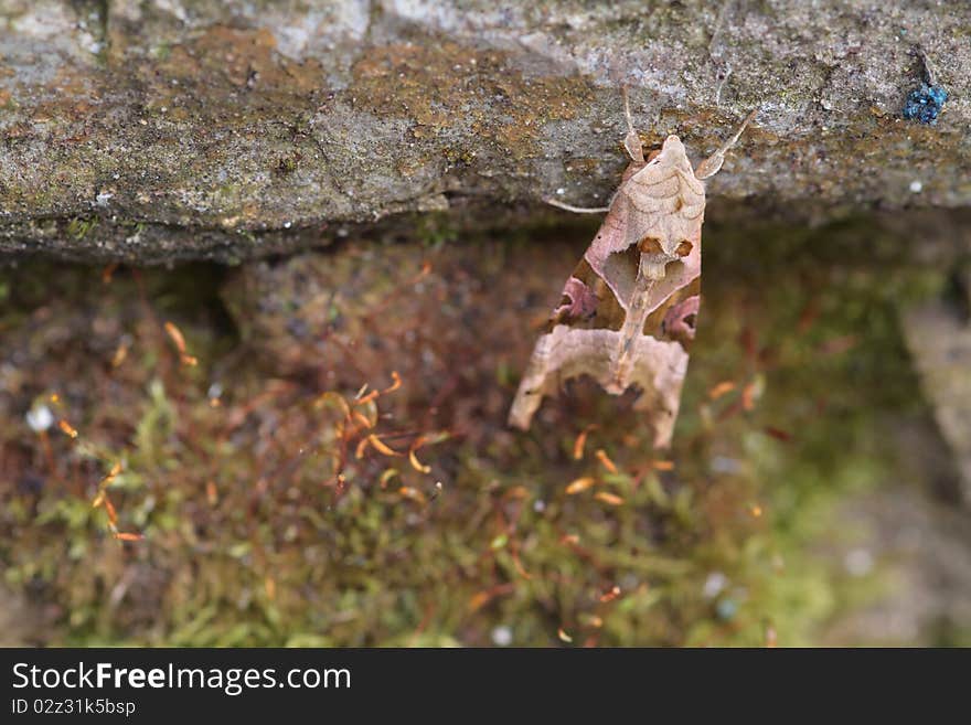 Angle shades (Phlogophora meticulosa)