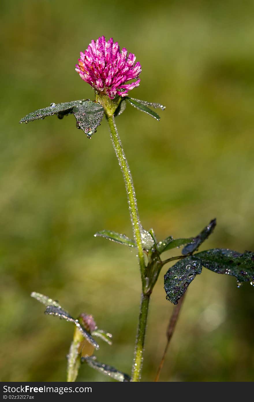 Red Clover