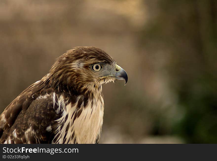 Buteo jamaicensis