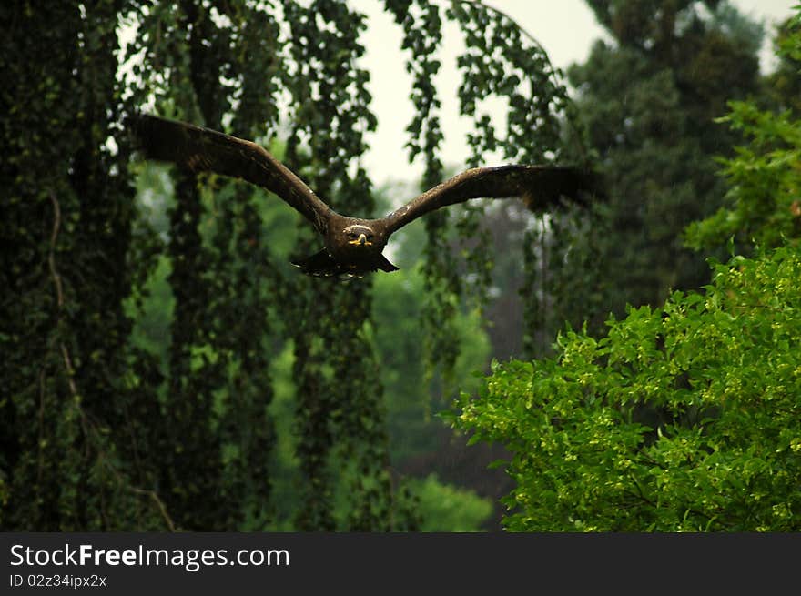 Flying the predator steppe eagle. Flying the predator steppe eagle