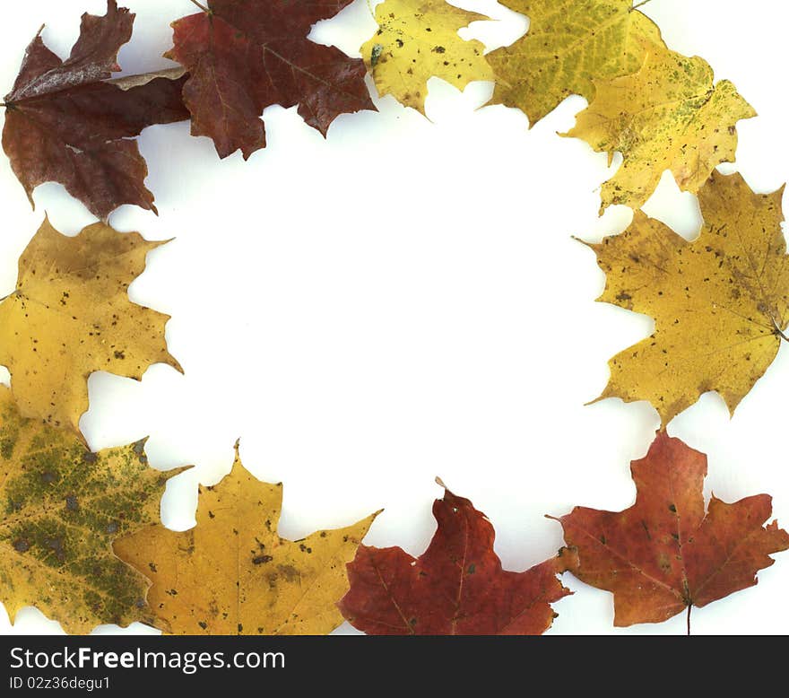 Maple leaves set up a frame on a white background. Maple leaves set up a frame on a white background