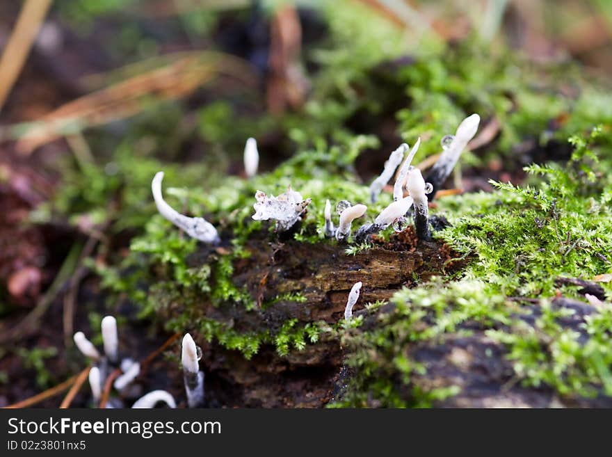 Candlesnuff fungus (Xylaria hypoxylon) growing in the wild