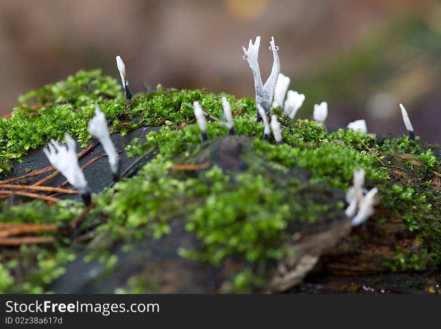 Candlesnuff fungus (Xylaria hypoxylon) growing in the wild