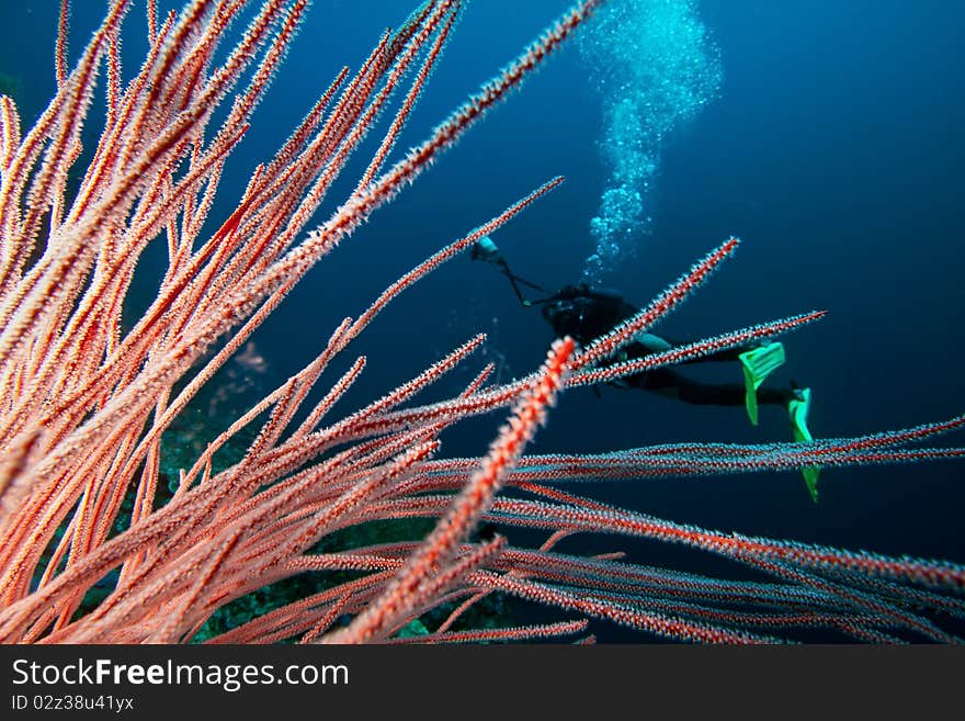 Diver and coral