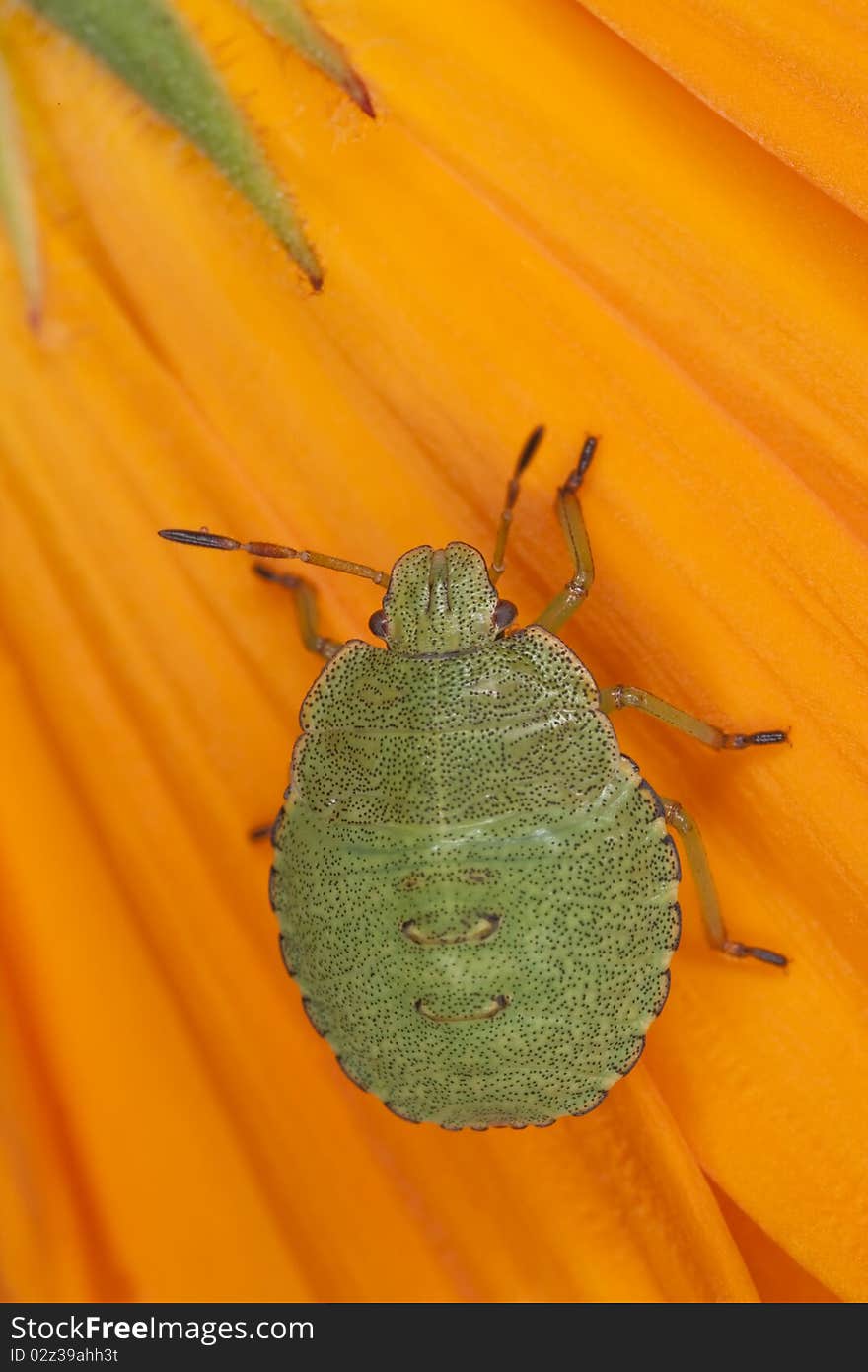 Green shield bug nymph (Palomena prasina) sitting on pot marigold. Extreme close-up with high magnification.