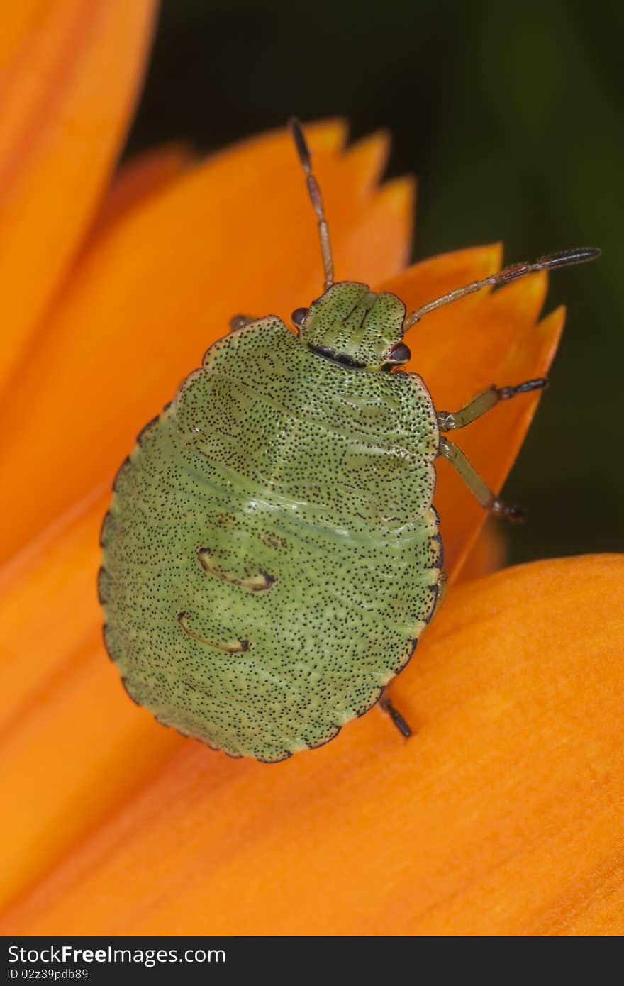 Green shield bug nymph (Palomena prasina) sitting on pot marigold. Extreme close-up with high magnification.