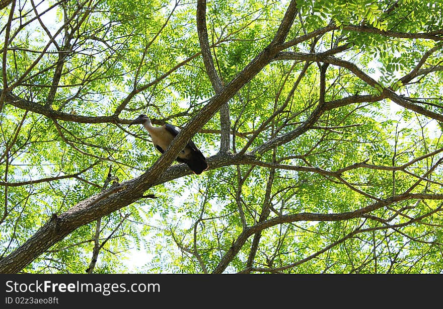 Hadidah up in a tree. Hadidah up in a tree