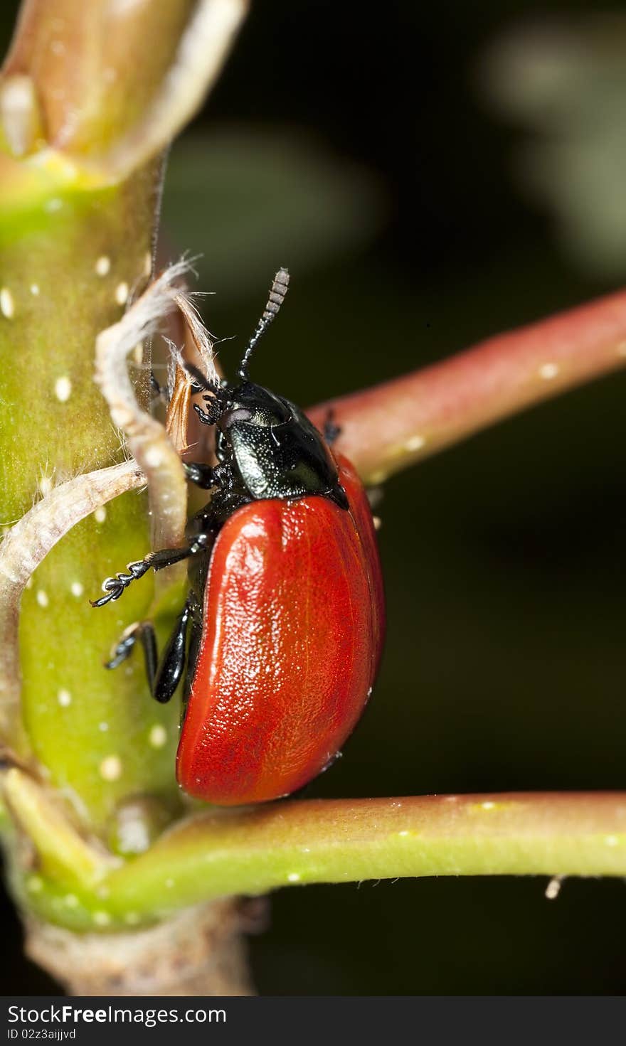 Red poplar leaf beetle (Chrysomela populi) Macro photo.