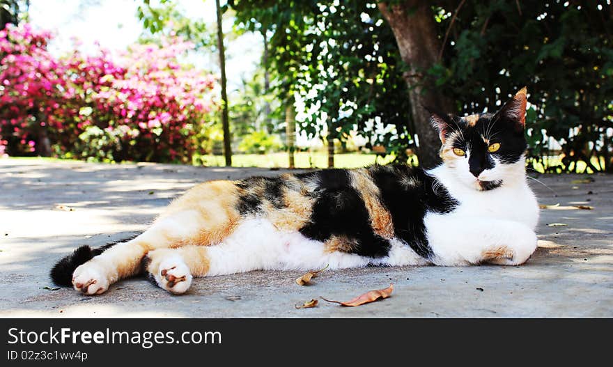 Cat resting in the shade on a hot day. Cat resting in the shade on a hot day.