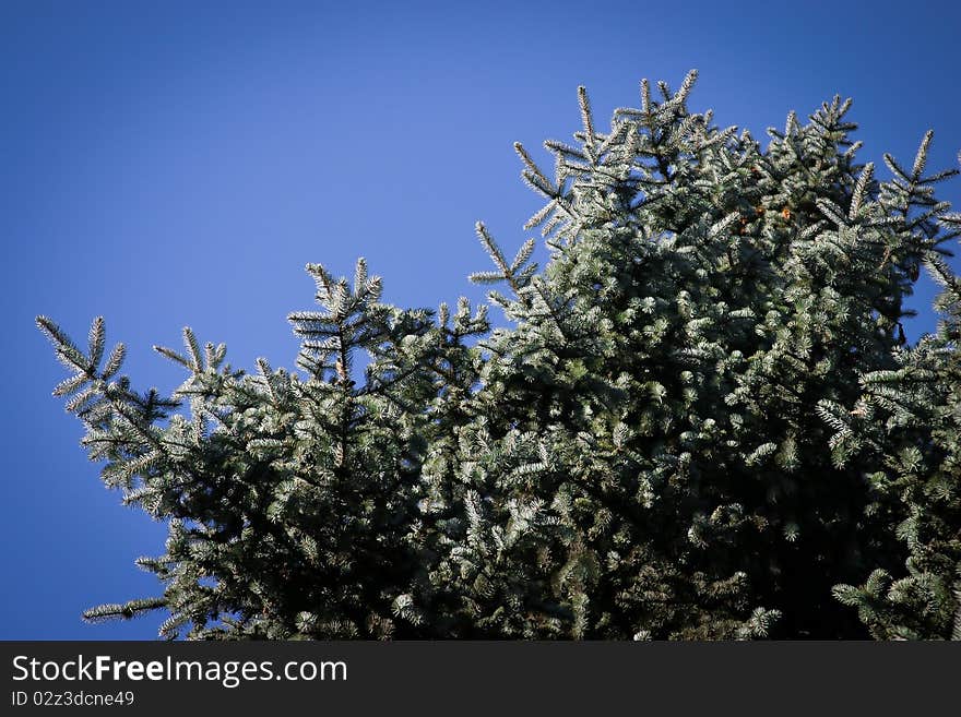 Coniferous tree