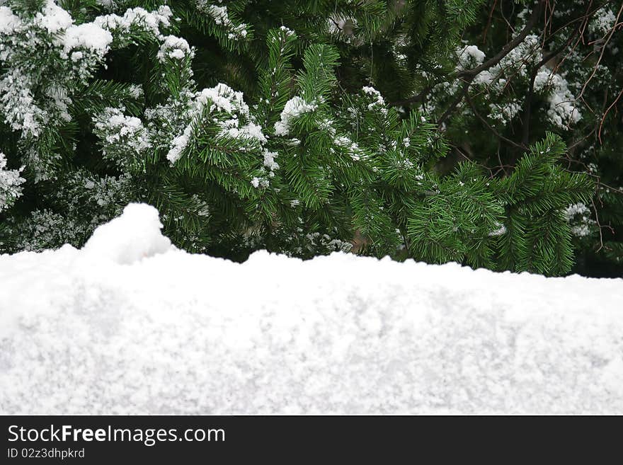 Conifer over a white snowdrift. Conifer over a white snowdrift