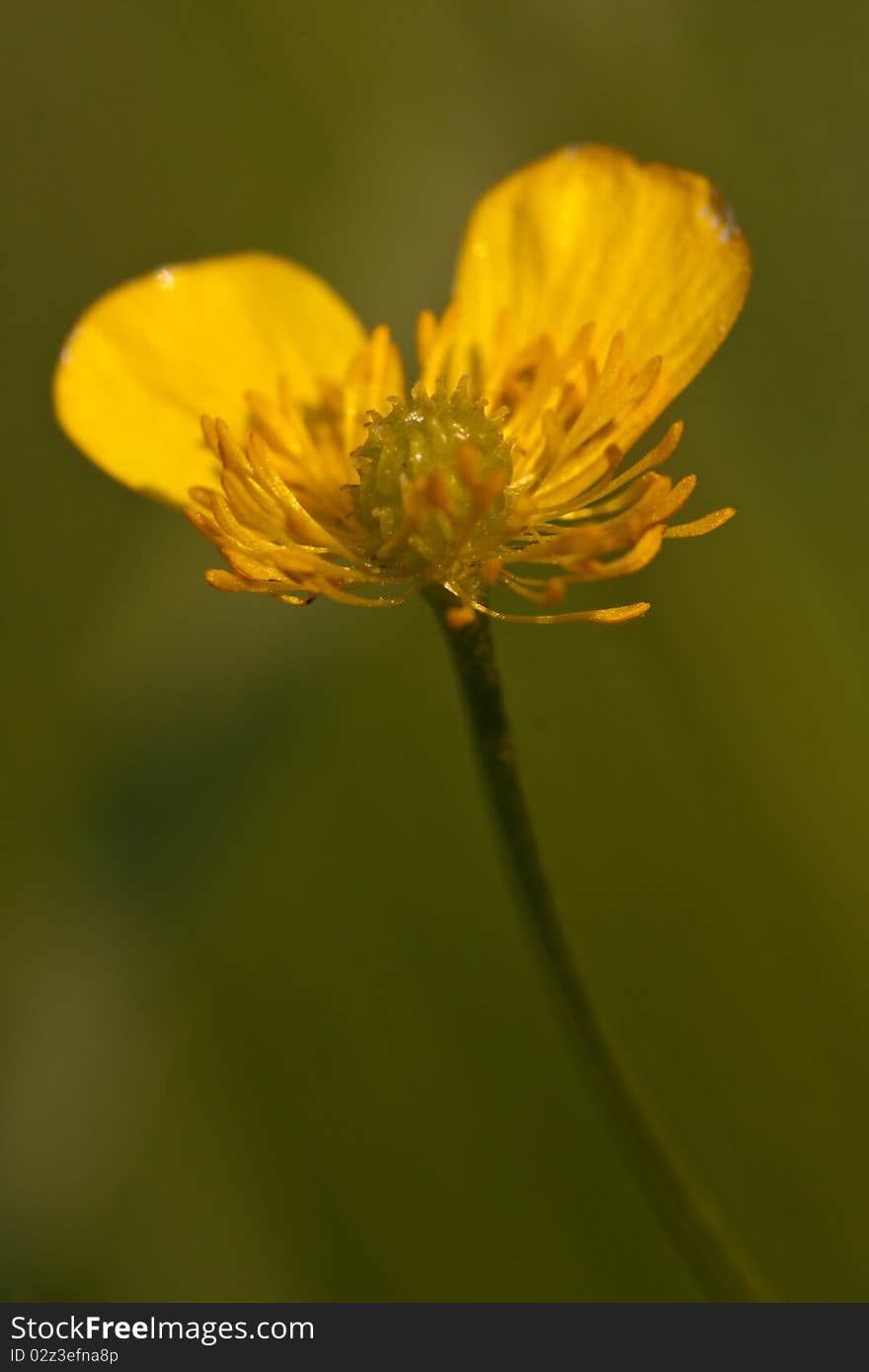 Yellow buttercup flower yloseup with small depth of field