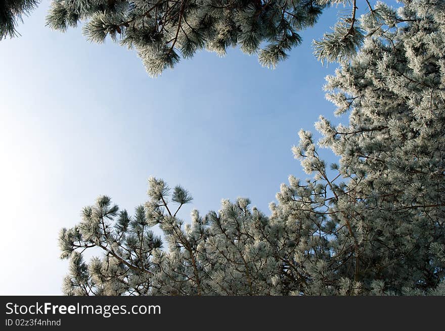 Silver spruce - Pine tree branches Snowy winter with firs and trees. Silver spruce - Pine tree branches Snowy winter with firs and trees