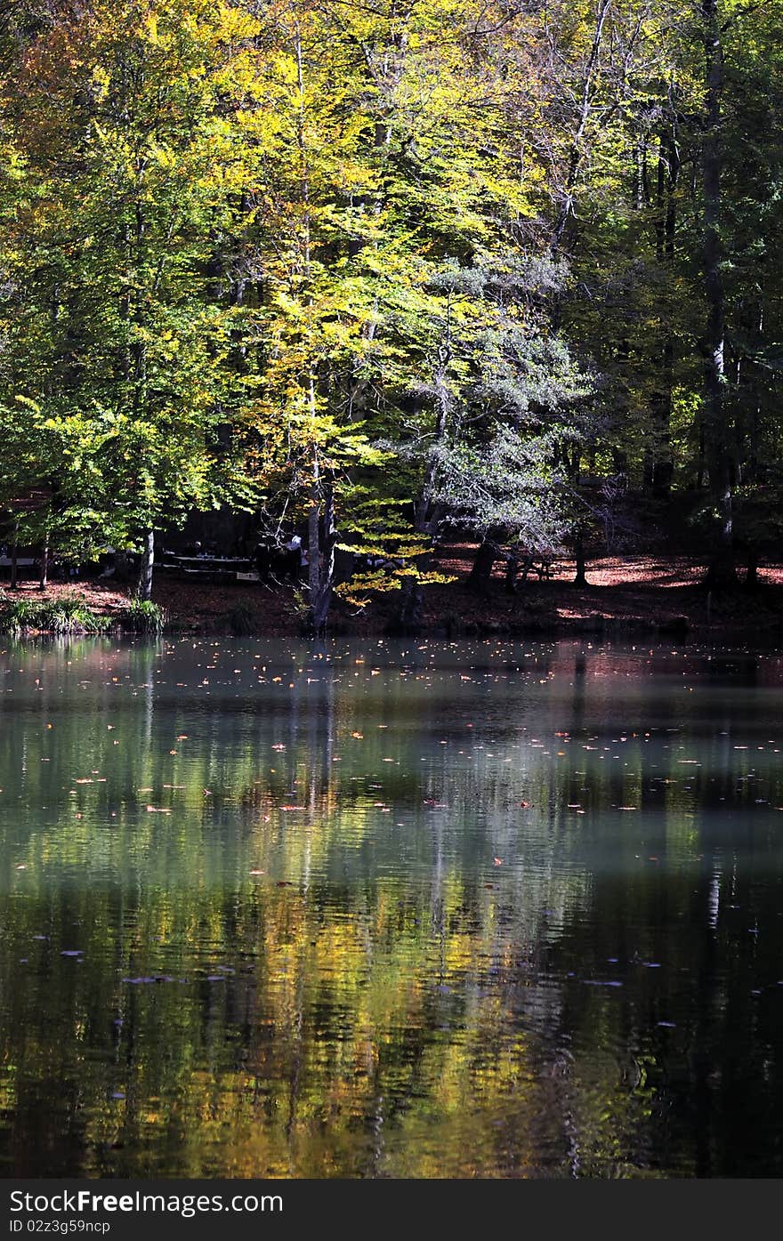 Autumn leaves in a water