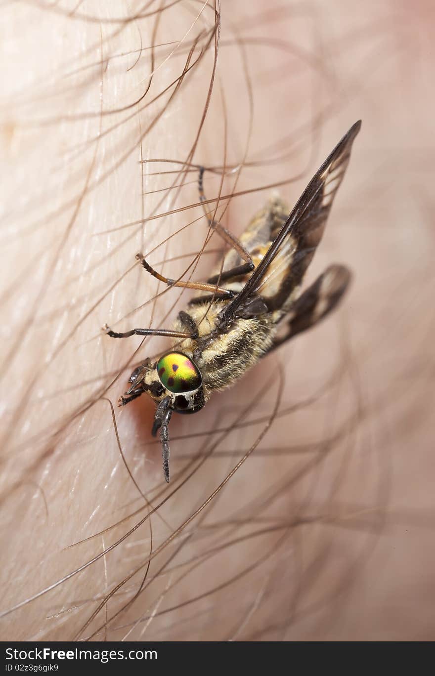 Twin-lobed deerfly (Chrysops relictus) opening up a wound on human. Extreme close-up.