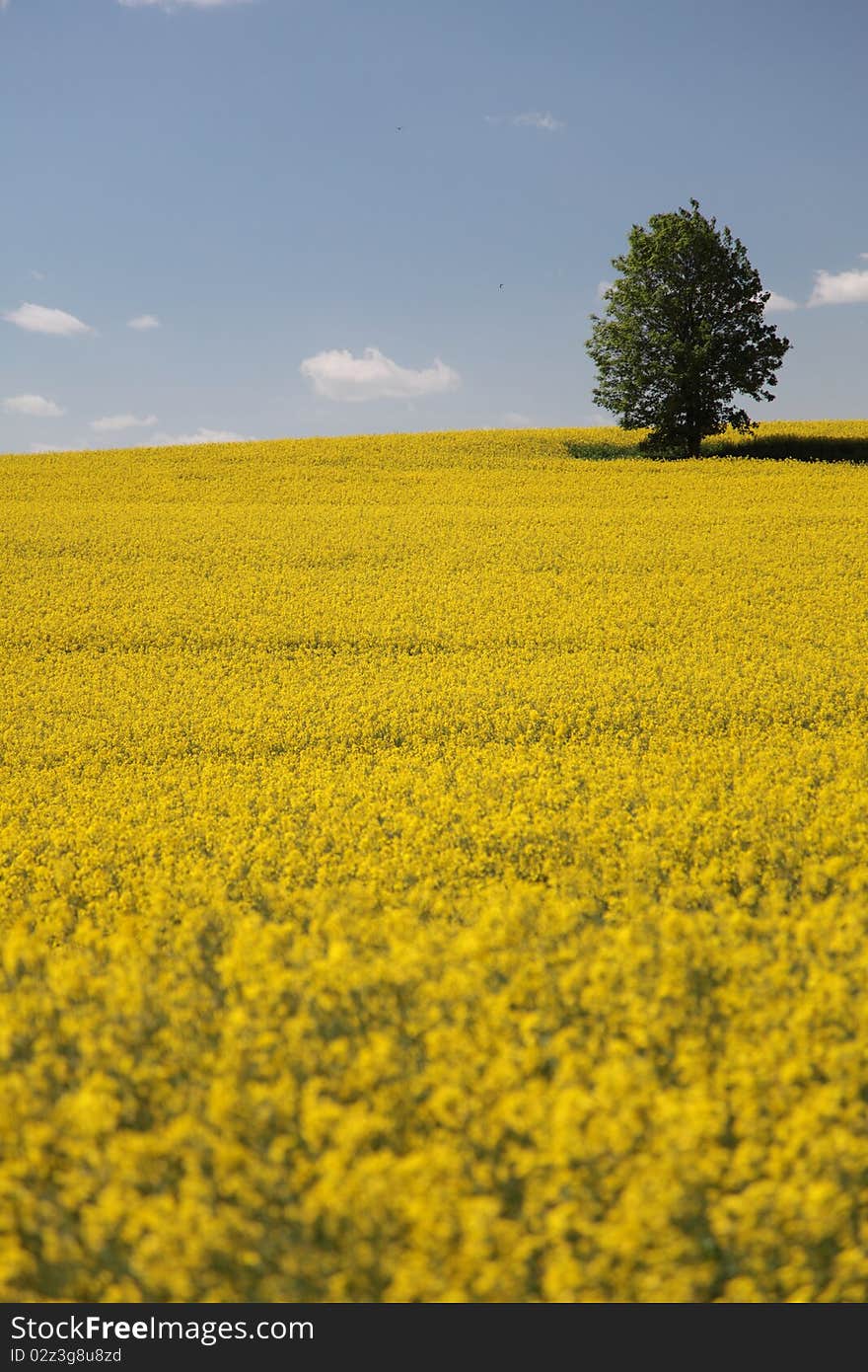 Yellow field rape in bloom with blue sky