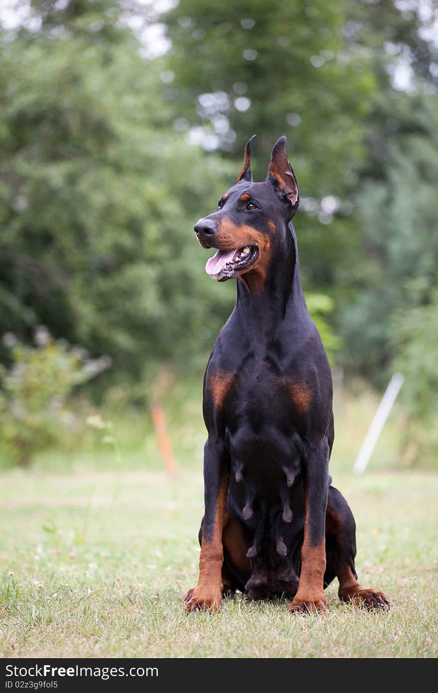 Black doberman sitting on the green grass