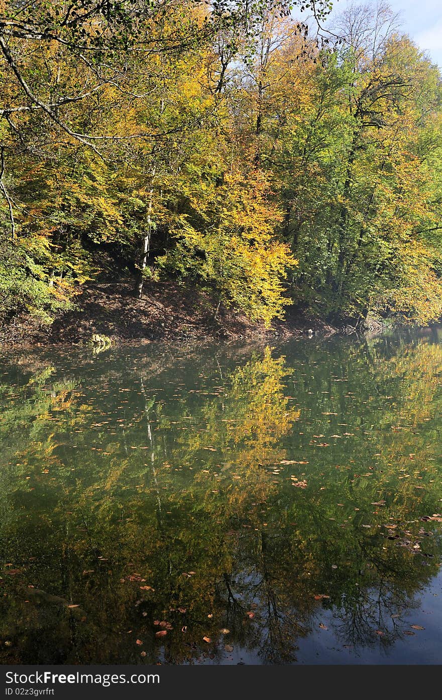 Autumn leaves in a water