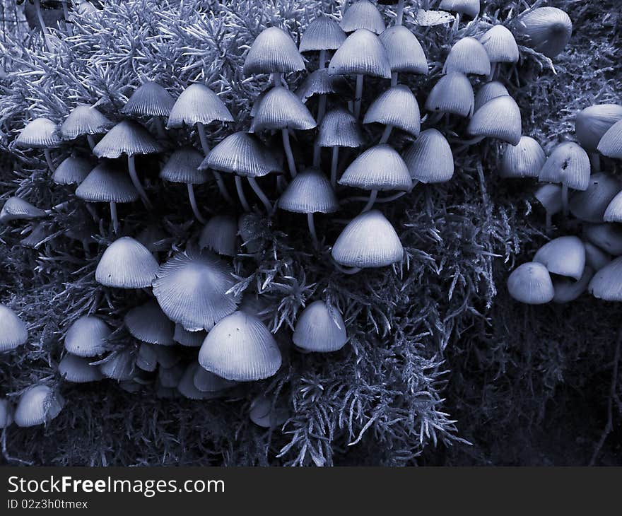 Mushrooms toadstools in the night forest