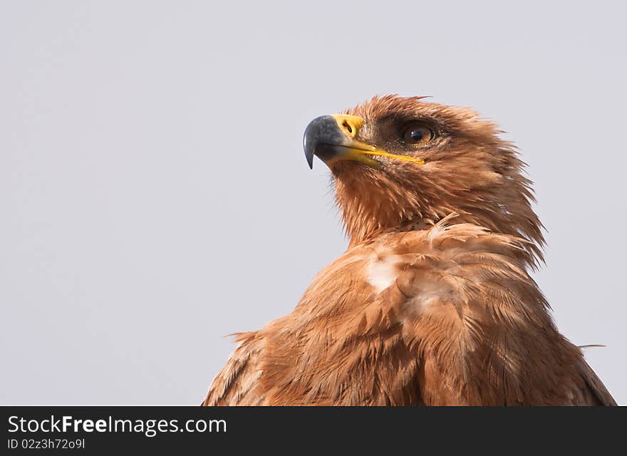 This Tawby Eagle shows the always impressive eyes and imposing beak of all the great raptors. This Tawby Eagle shows the always impressive eyes and imposing beak of all the great raptors.