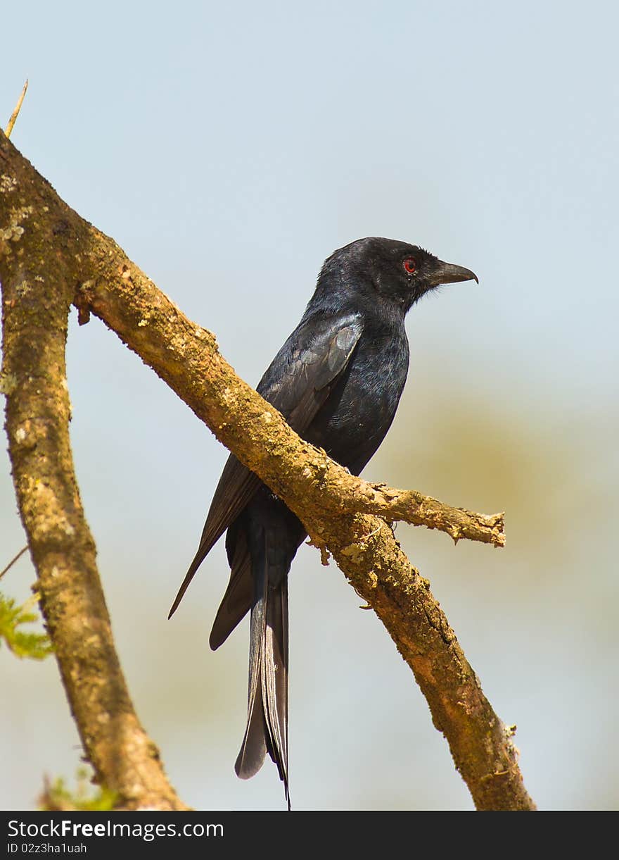 A Forked-tailed Drongo perching on branch