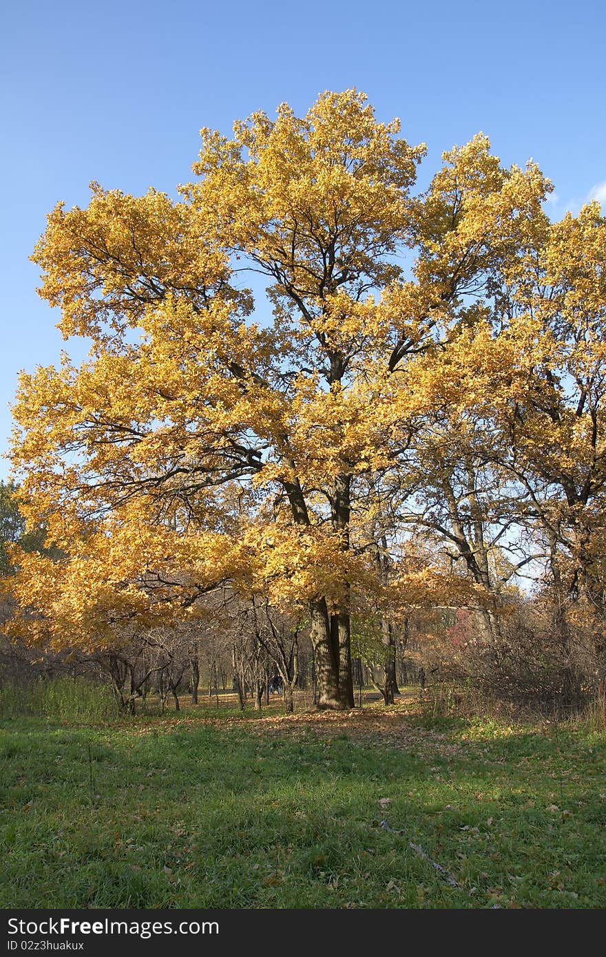 Oak tree in autumn