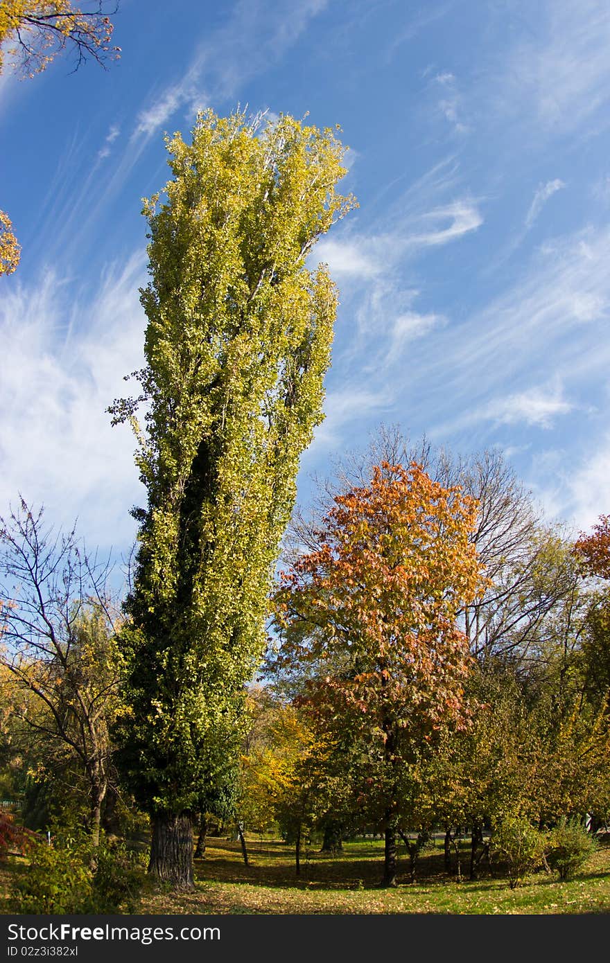 Poplar tree in autumn colors with blue sky. Poplar tree in autumn colors with blue sky