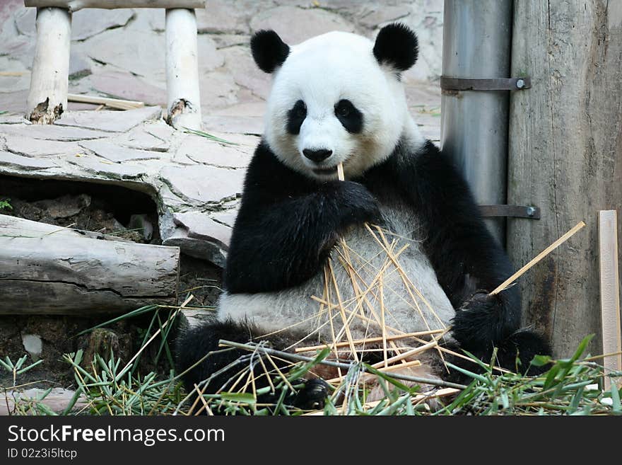 A  panda  is  eating a bamboo