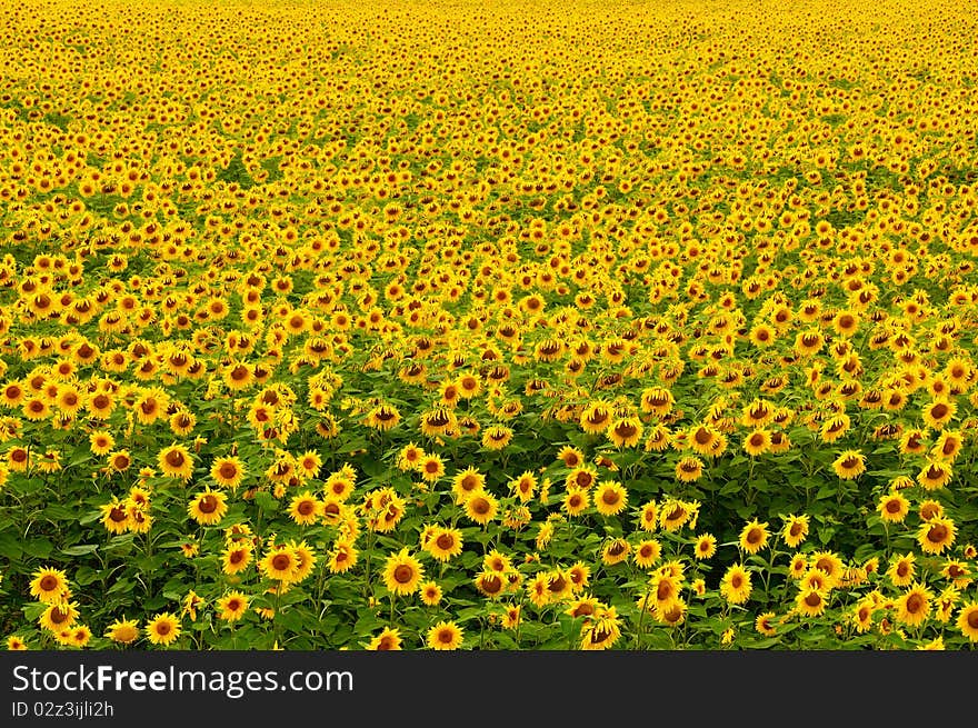 Sunflower Field