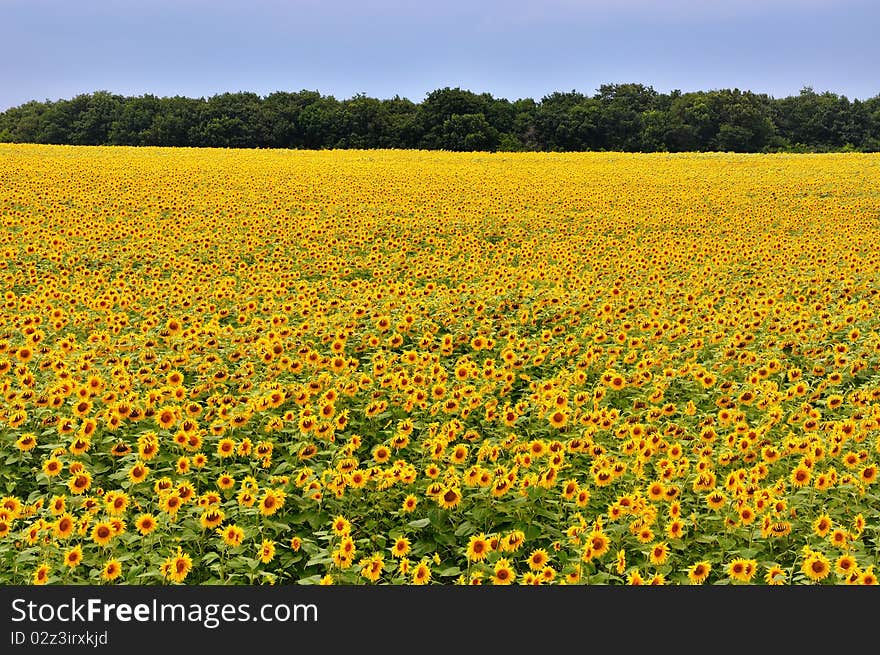 Sunflower Field