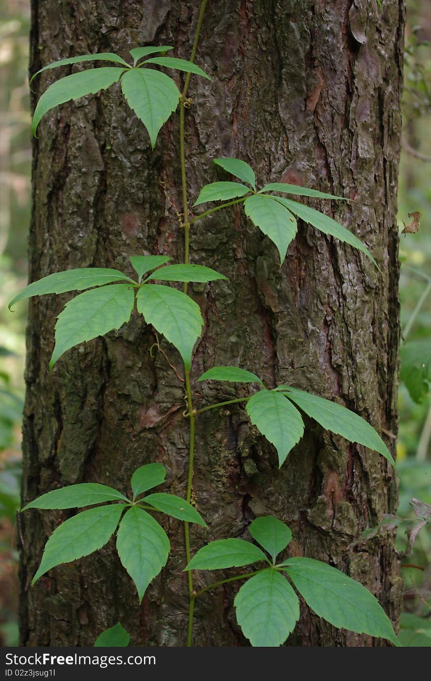 Plant trudging on a tree to the sun