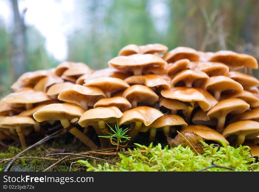 Photo of edible fungi against wood. Photo of edible fungi against wood