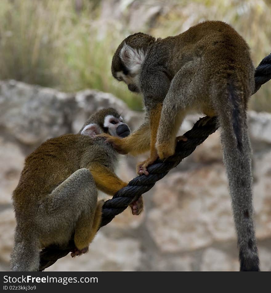 Squirrel monkeys