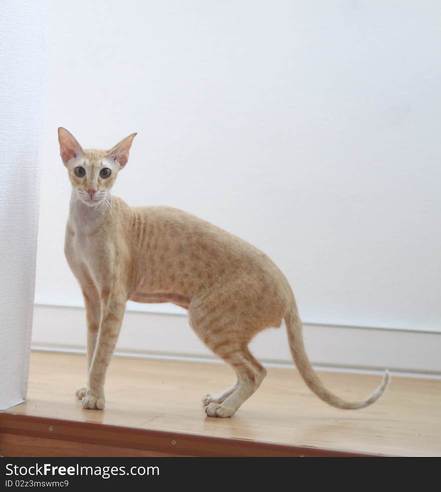 Redhead cat looks at you, white room. Redhead cat looks at you, white room