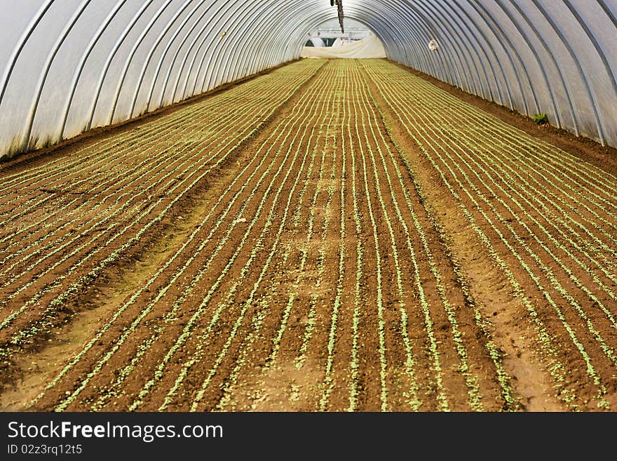 Lettuce Growing In A Greenery Or Glasshouse