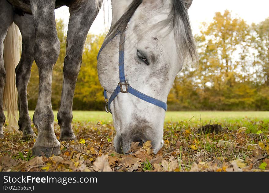 Horse pasturing in rural farm