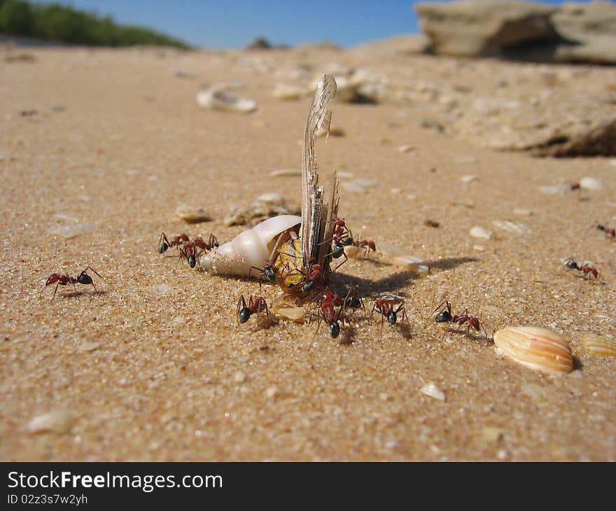 Ants fighting a Hermit crab for a meal