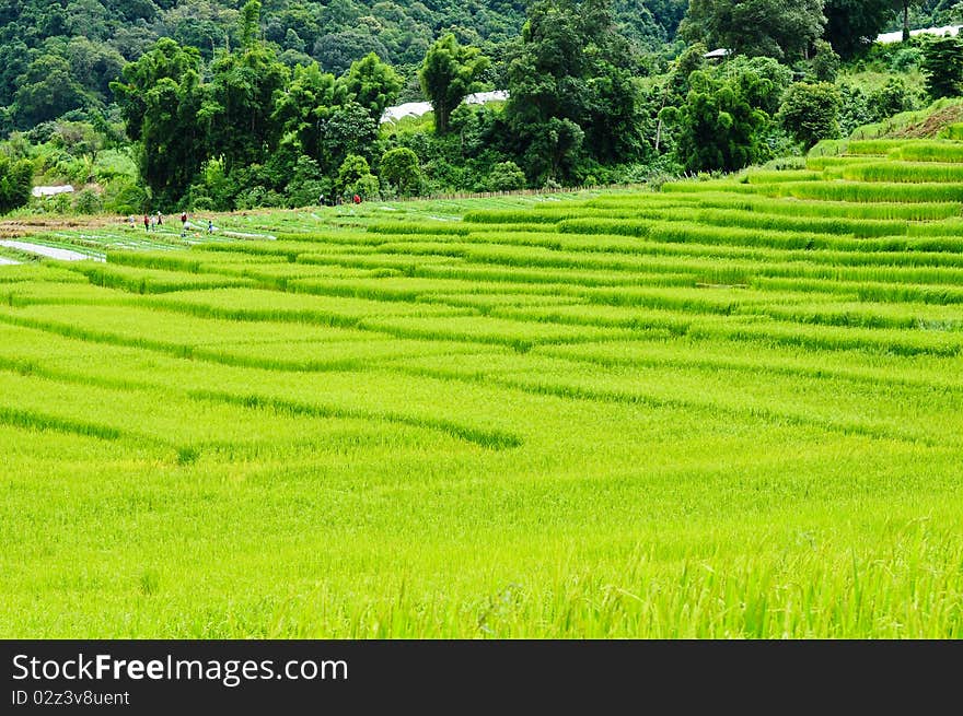 Green rice field in Thailand