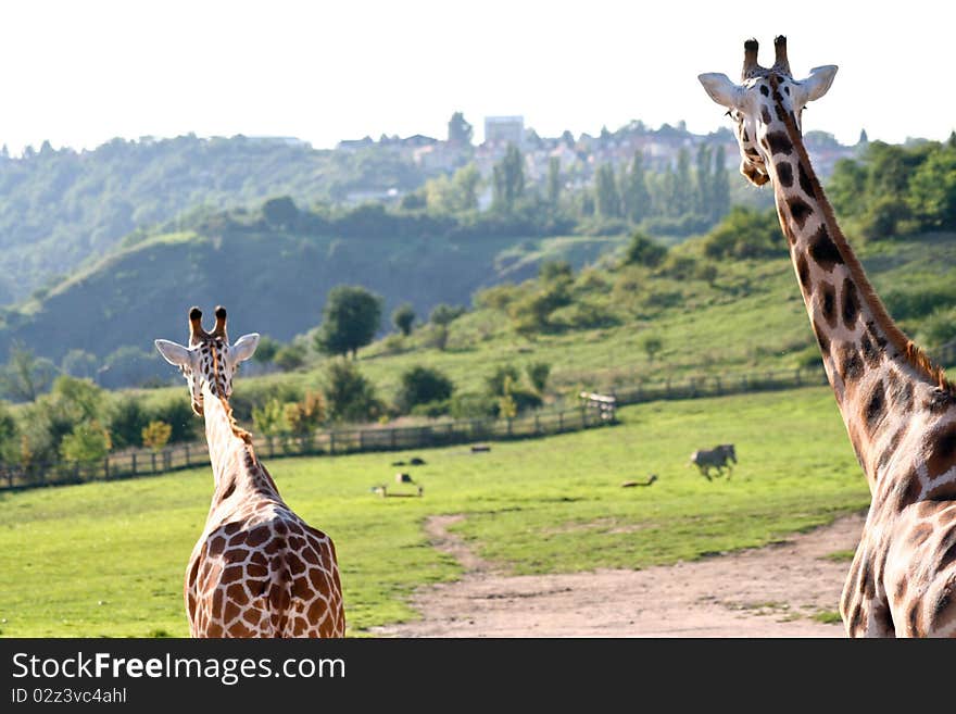 Giraffes looking at the city. Giraffes looking at the city