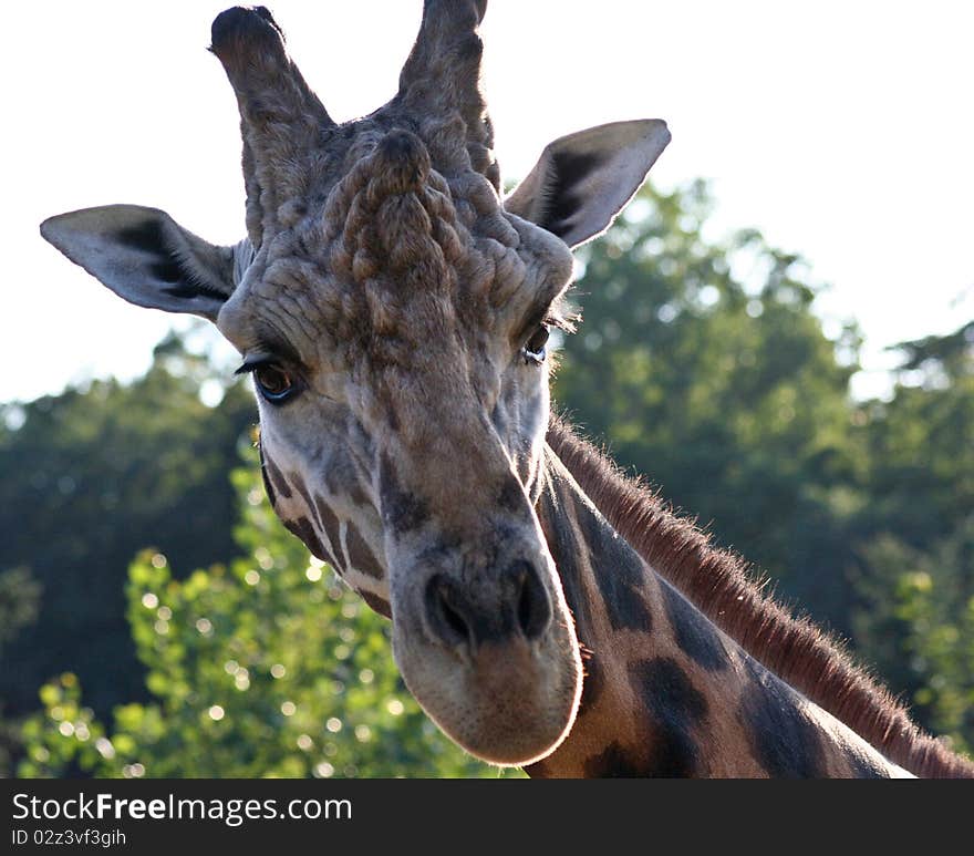 The detail of the giraffe face