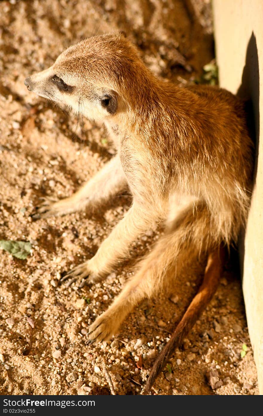 Meerkat sitting in front of the wall. Meerkat sitting in front of the wall