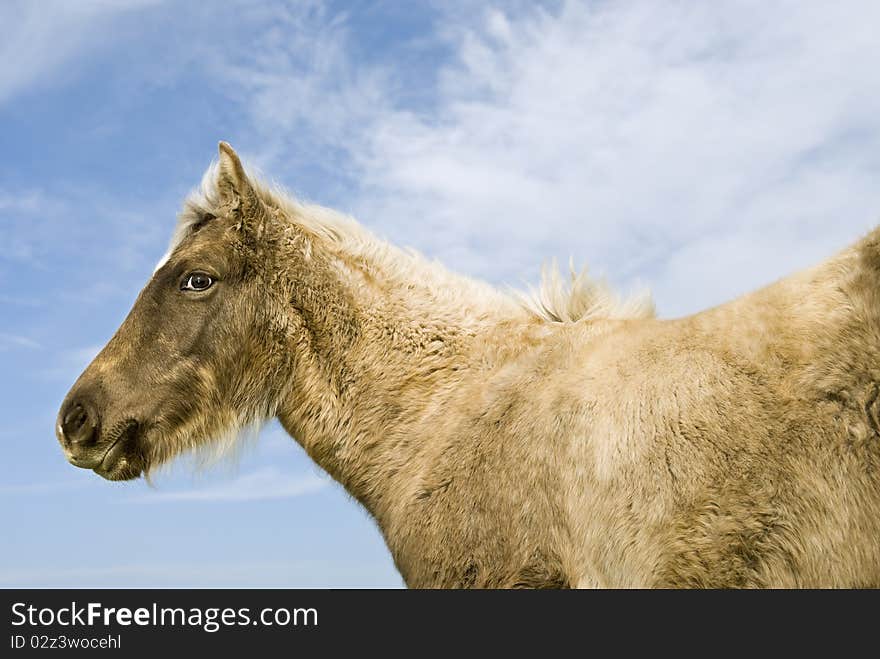 A color portrait of a beautiful brown foal standing in profile against a blue sky.