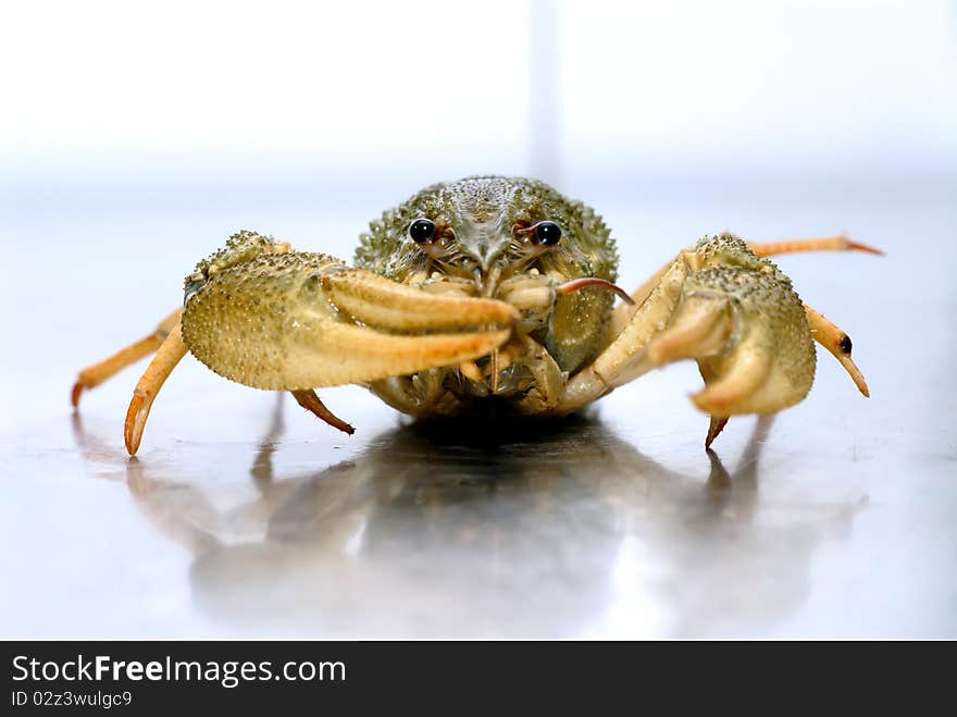 Crayfish