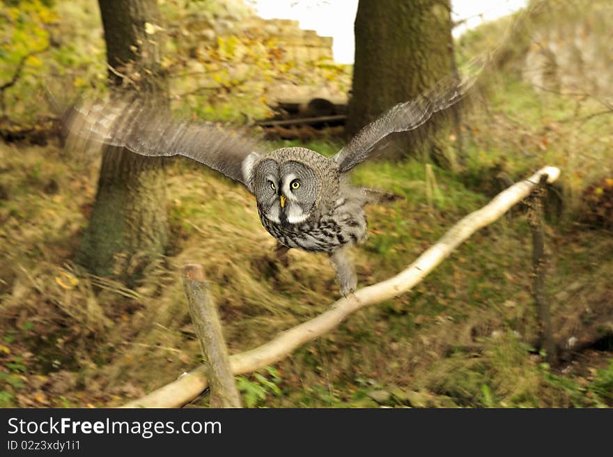 Burrowing owl,Athene cunicularia.