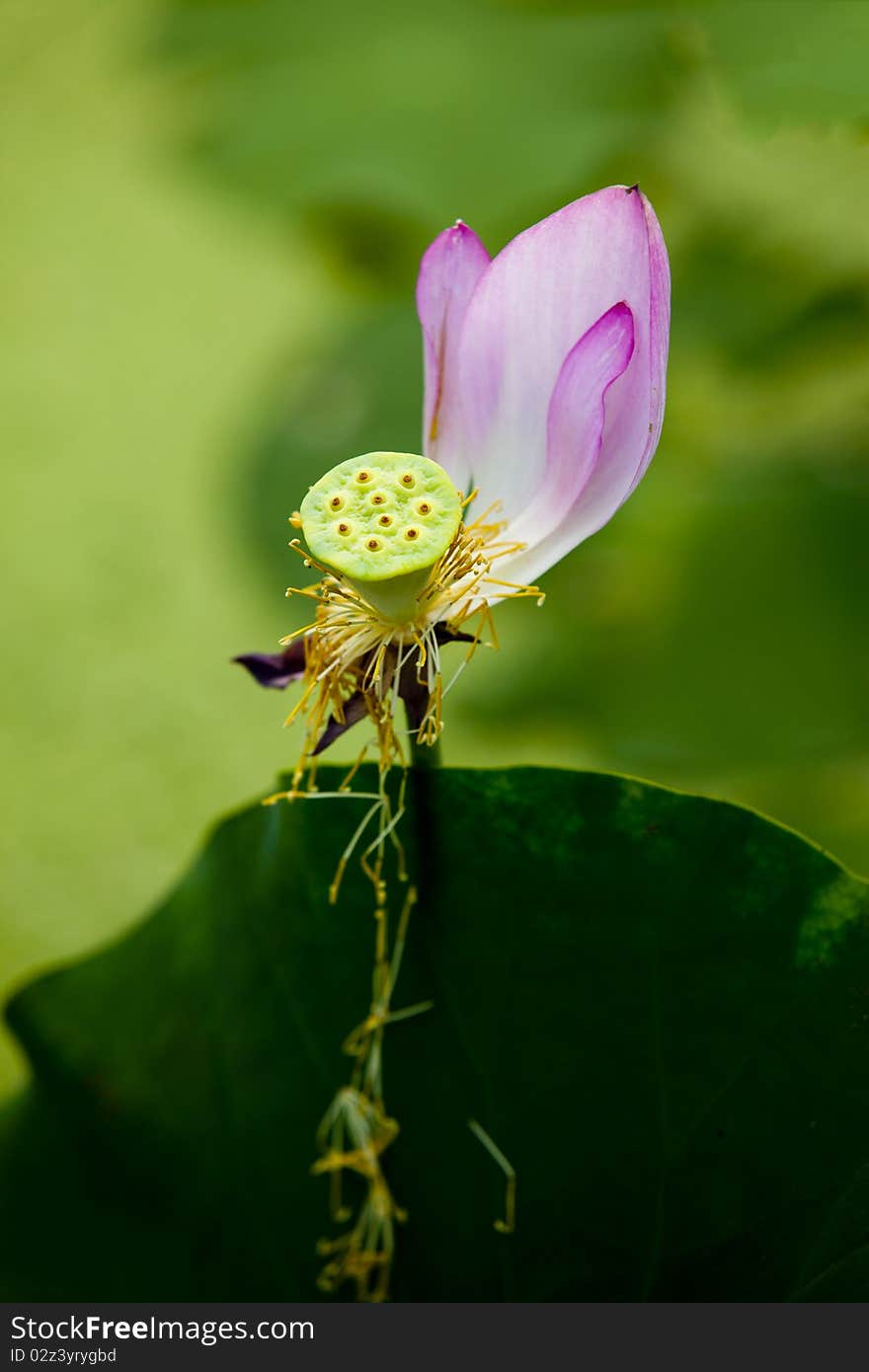 Pretty plants and cactus flowers in park. Pretty plants and cactus flowers in park.