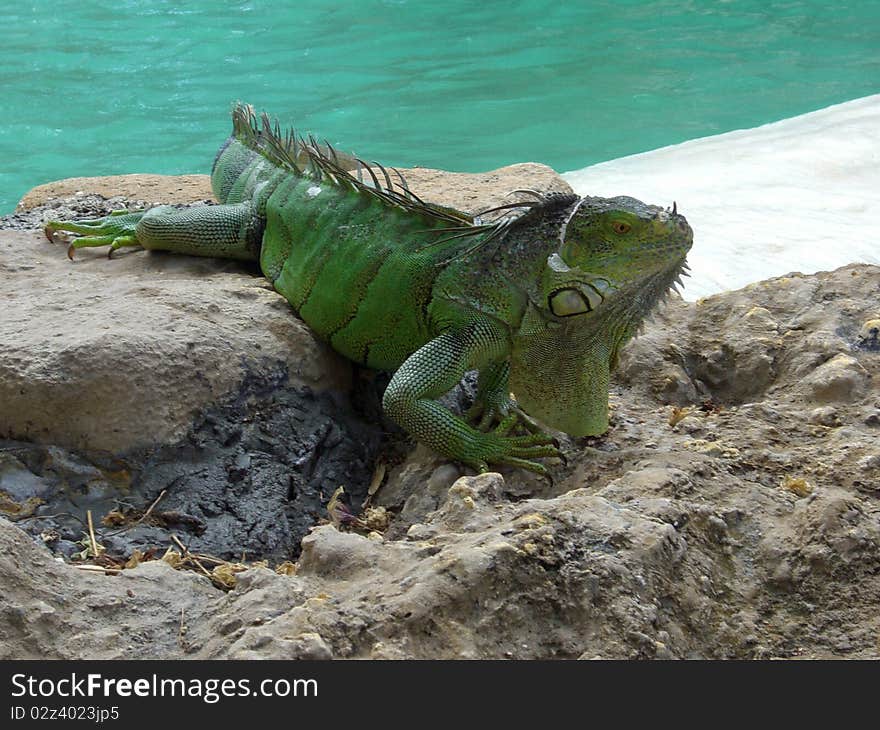 Green Iguana