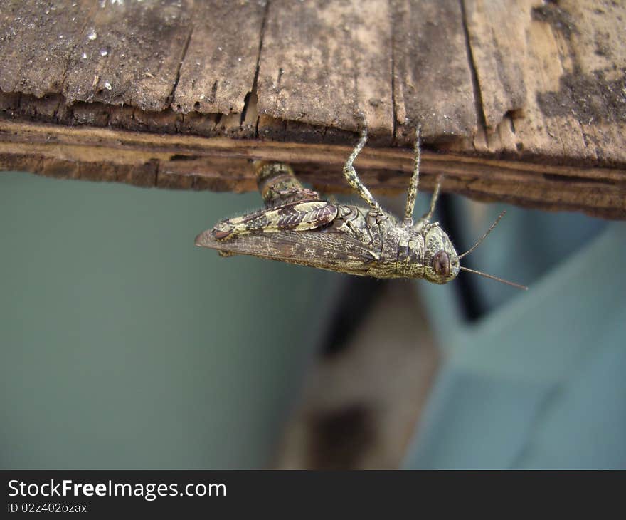 Grasshopper laying eggs