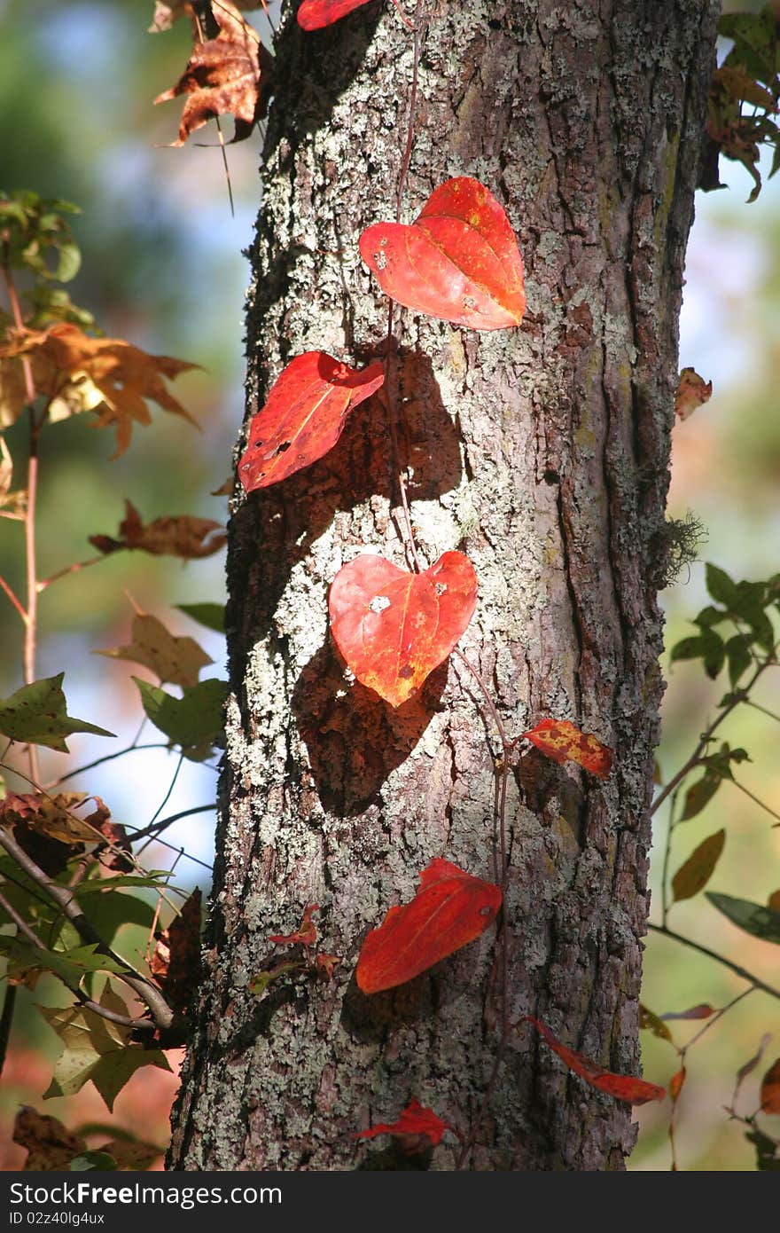 I heart trees